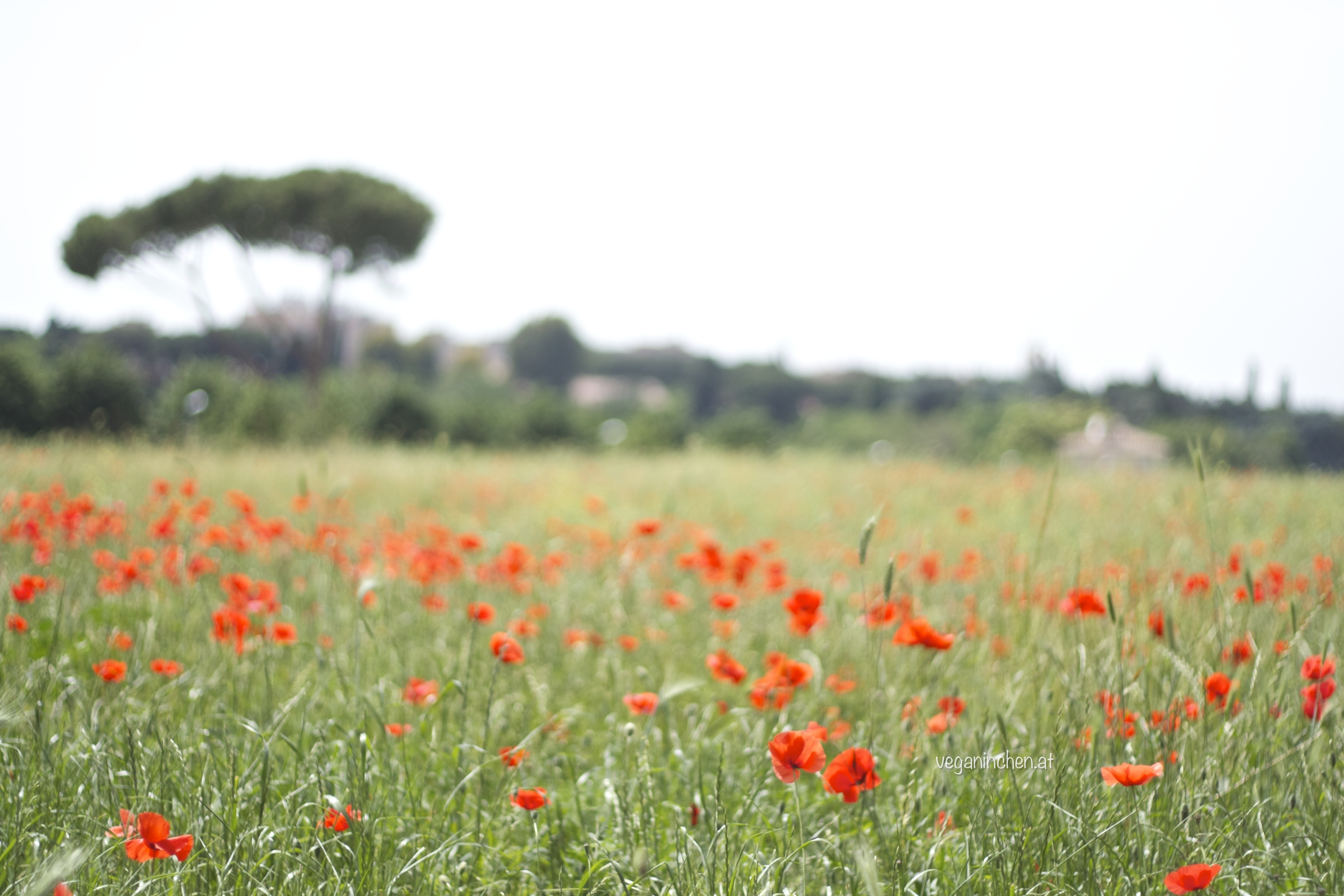 mohn