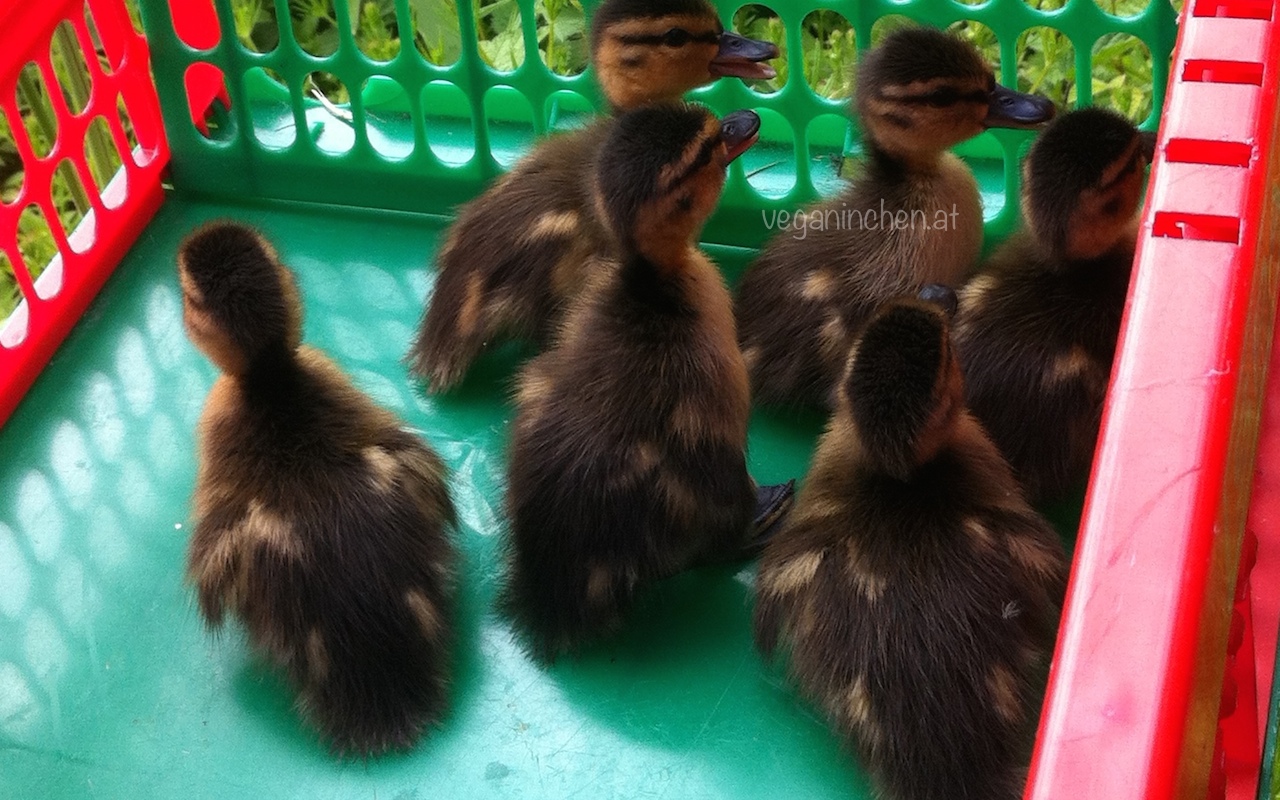 enten