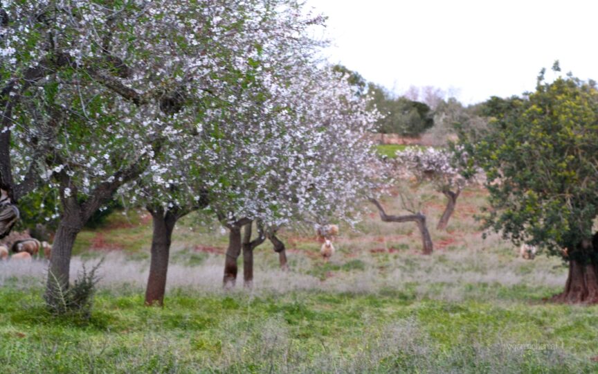 Mandelblüte Mallorca