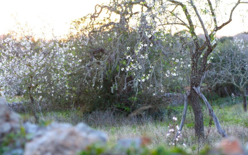 Mandelblüte Mallorca
