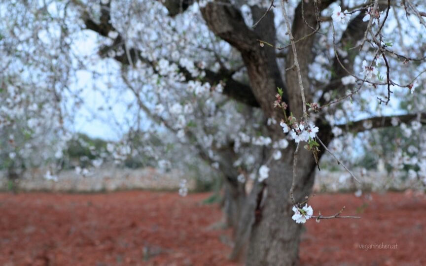 Mandelblüte Mallorca