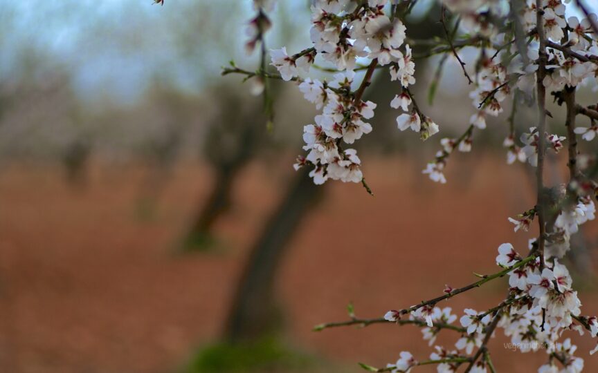 Mandelblüte Mallorca
