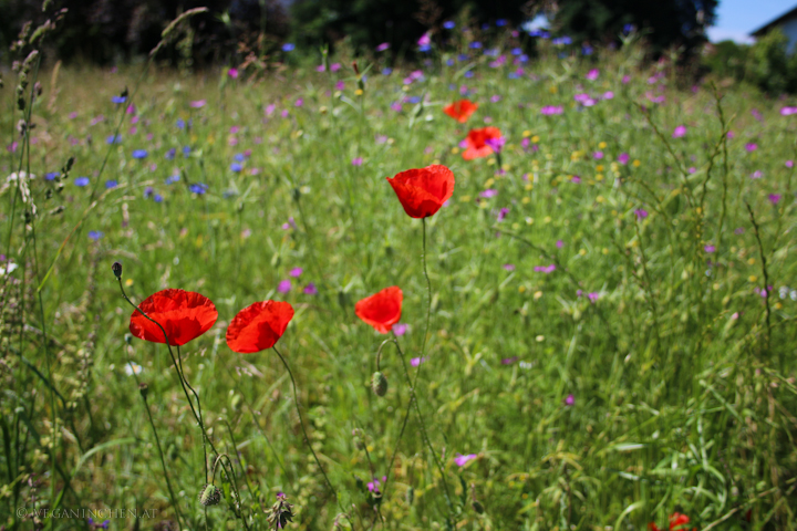 Mohn