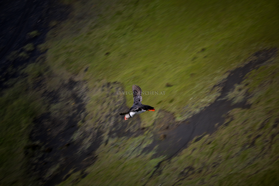Papageientaucher im Flug, Island