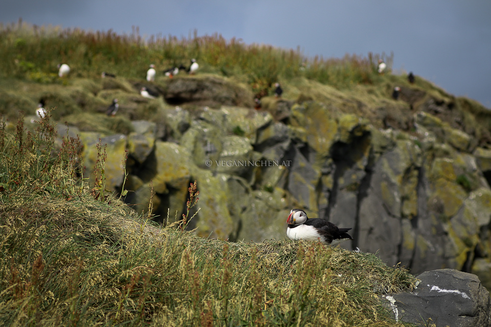 Papageientaucher in Island