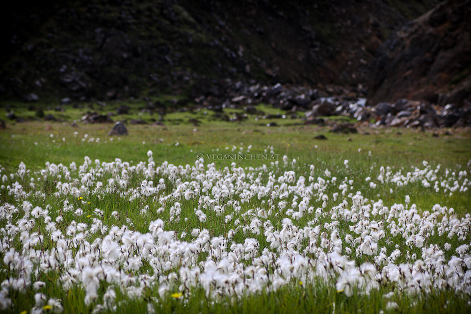 Wollgras Landmannalaugar Island