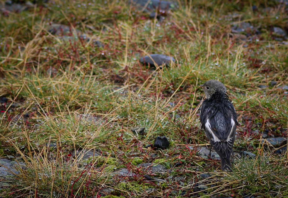 Vogel Jökulsárlón