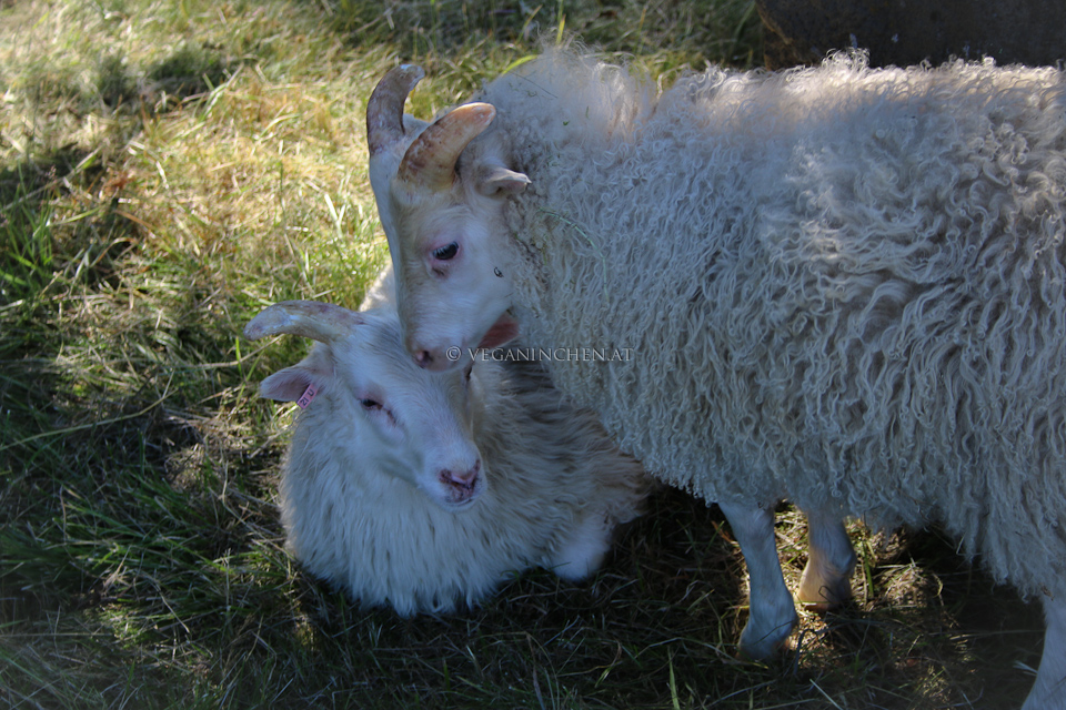 2 wunderschöne Freunde
