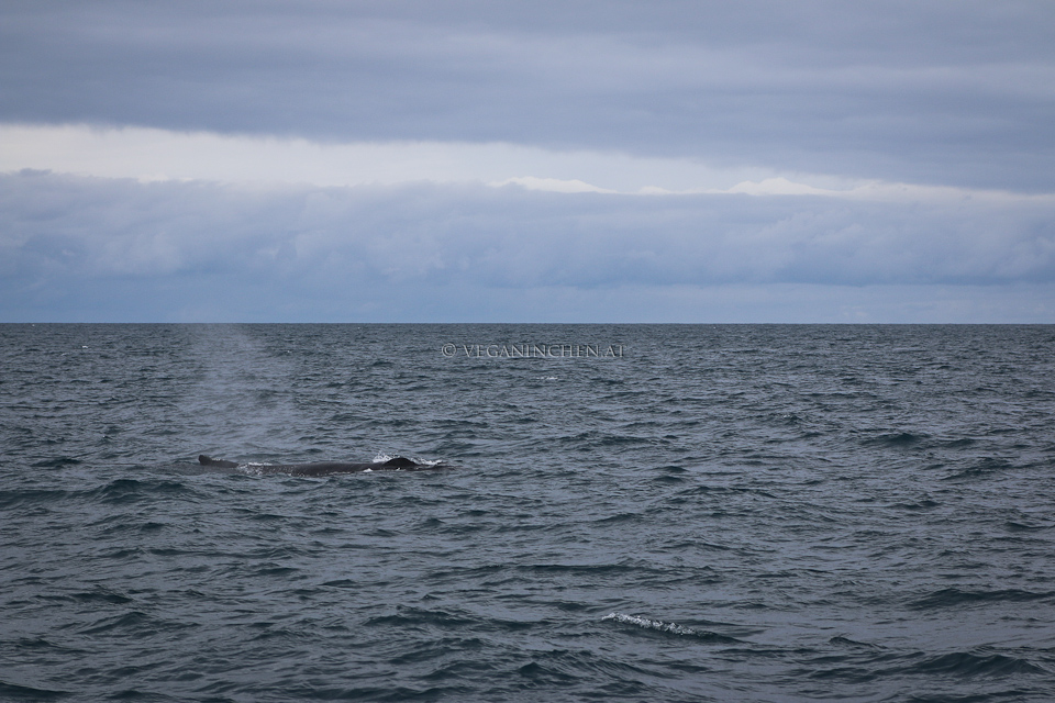 auftauchender Buckelwal, Husavik Island