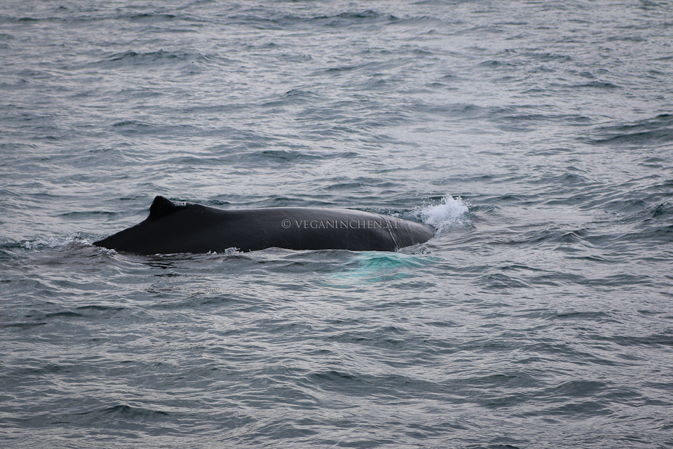 auftauchender Buckelwal, Husavik Island
