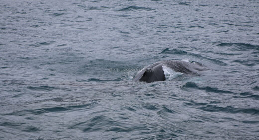 auftauchender Buckelwal, Husavik Island