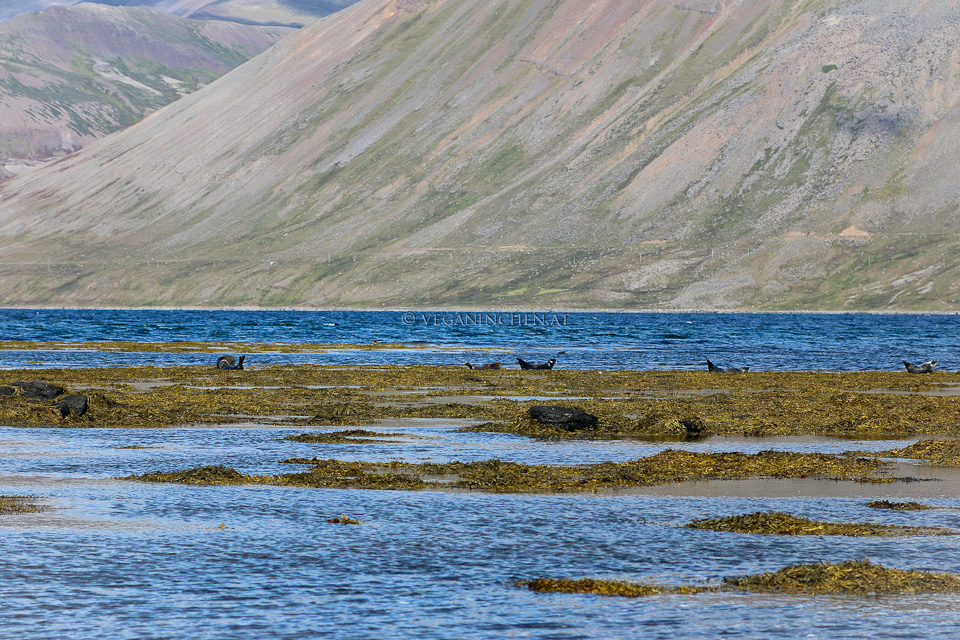 Robben Westfjorde Island veganinchen