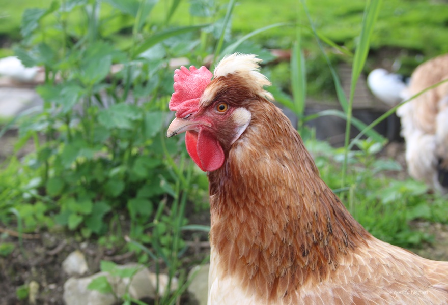 Tierparadies Schabenreith veganinchen