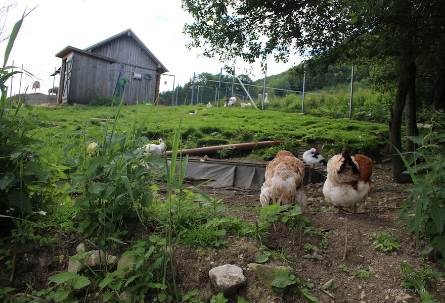 Tierparadies Schabenreith veganinchen