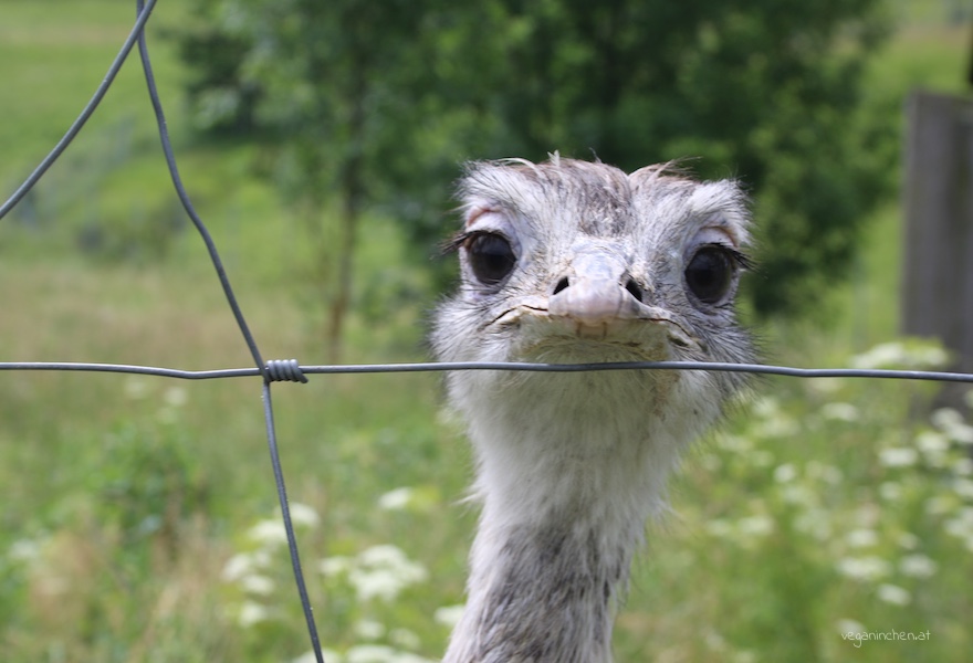 Tierparadies Schabenreith veganinchen
