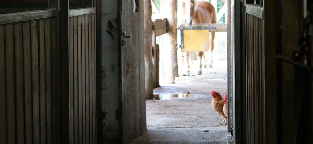 Tierparadies Schabenreith veganinchen