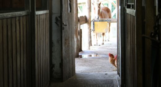 Tierparadies Schabenreith veganinchen